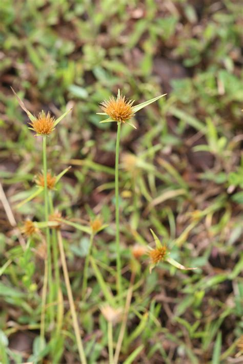 India Flora Online