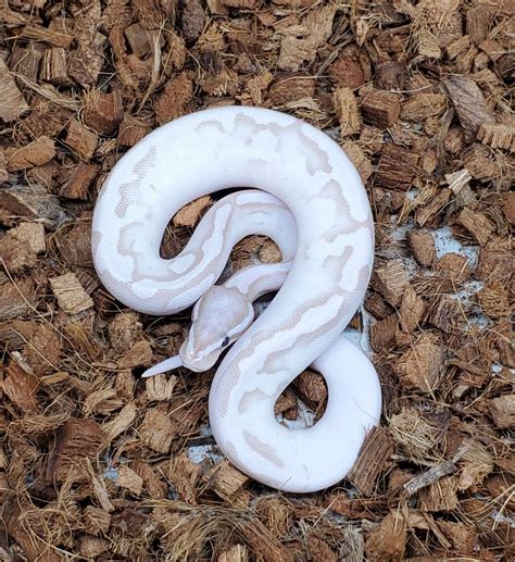 Image result for Axanthic Pied Ball Python