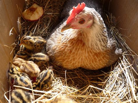 Quail Chicks Hatching