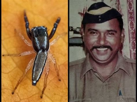 Icius Tukarami: New spider species named after 26/11 martyr Tukaram Omble