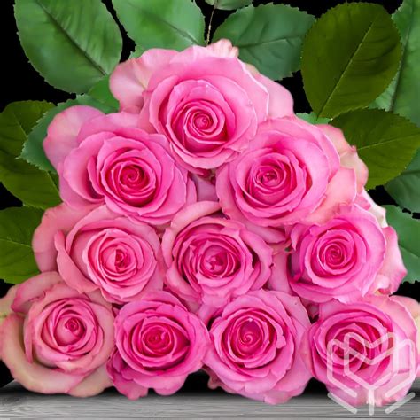 High-quality roses from Ecuador