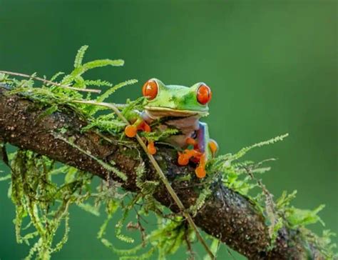 Image result for Tree Frog Catching