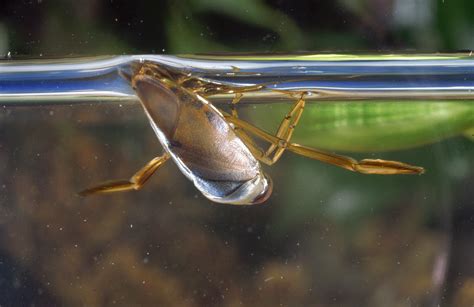 Insect Water Boatman