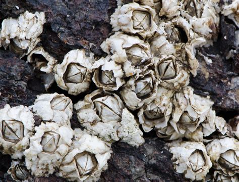 Northern rock barnacle — Friends of Rachel Carson National Wildlife Refuge