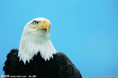 老鹰头图片,老鹰头像图片霸气_大山谷图库