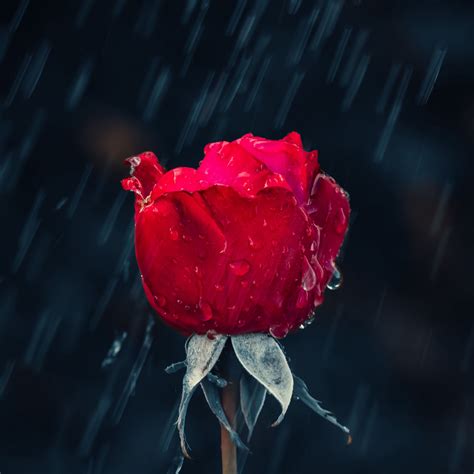 Download wallpaper 3415x3415 rose, rain, drops, moisture, red ipad pro ...
