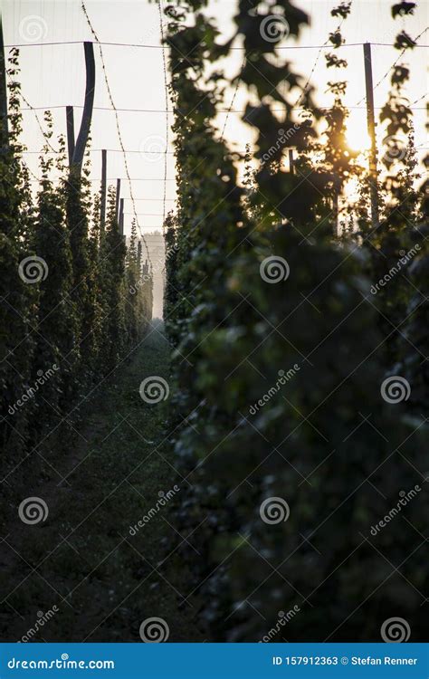 Twilight hop garden stock image. Image of field, hallertau - 157912363