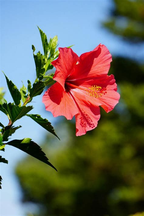 Can You Drink Hibiscus While Pregnant? - Green Packs