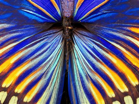 Premium Photo | Vibrant butterfly wing pattern in natural beauty