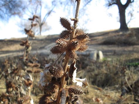 Sticker Burr Macro 4 Free Stock Photo - Public Domain Pictures