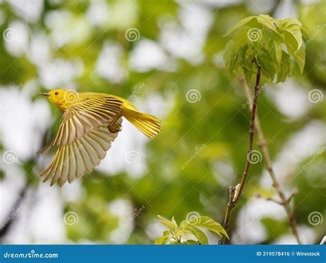 A Yellow Bird Taking Off from a Tree Branch with Its Wings Spread Out ...