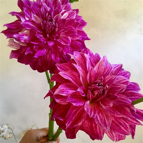 Dahlia Tuber || Café Royal – 3 Porch Farm