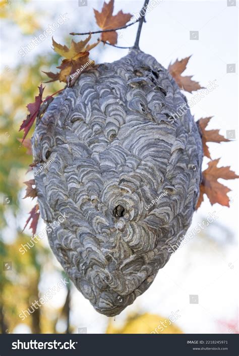 Large Wasp Nest Hanging Tree Branch Stock Photo 2218245971 | Shutterstock