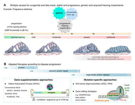 Inner Ear Gene Therapies Take Off: Current Promises and Future Challenges