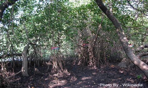 Mangalavanam Cochin Mangalavanam Bird Sanctuary Ernakulam - About ...