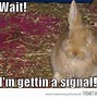 Image result for Bunny Quotes Reading