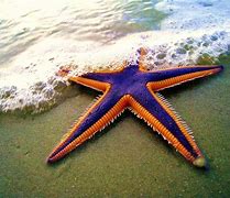 starfish 的图像结果