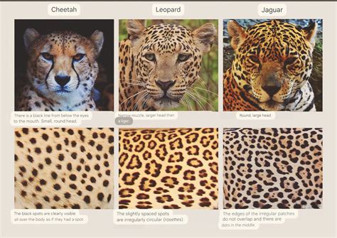 Leopard Jaguar Cheetah