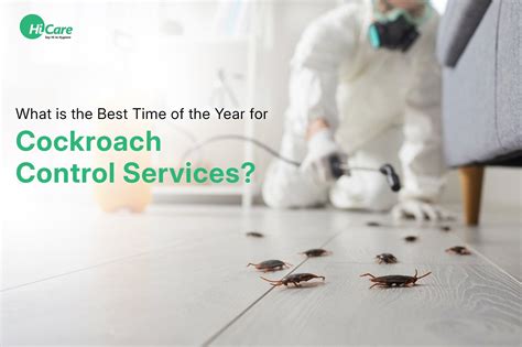 The Best Time of the Year for Cockroach Control Services | HiCare ...
