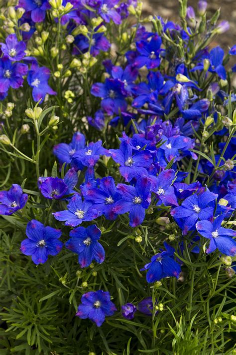 Blue Flower Perennial Florida at Sandra Slavin blog