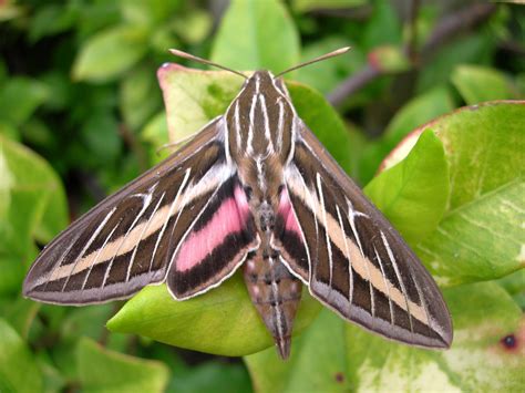 Moths of North Carolina