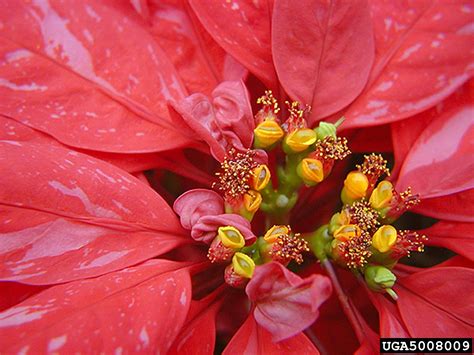 Euphorbia Pulcherrima