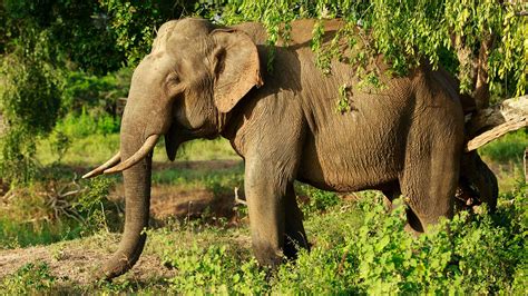 Yala National Park Elephant Sri Lanka, Yala National Park | Jeepsafari