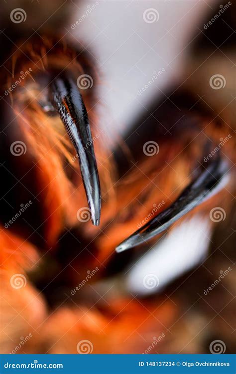 Spider Tarantula Phormictopus Auratus Closeup. Photo Dangerous Spiders ...