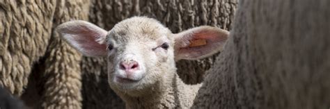 Mutilations of Sheep - FOUR PAWS International - Animal Welfare ...