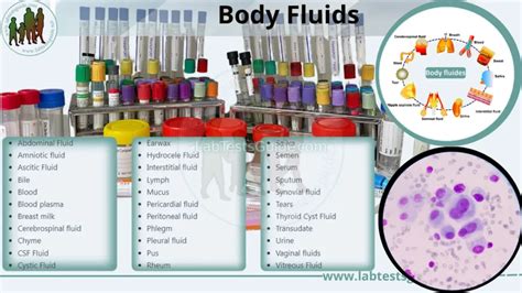 Image result for Body Fluid Types