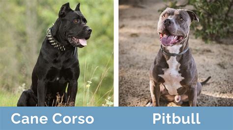 Are Cane Corsos Like Pit Bulls