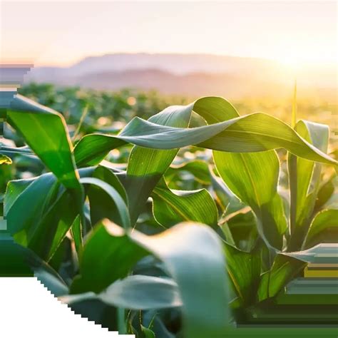 SPJ Group - Top Real Estate Development Company In Gurgaon