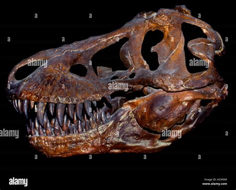 Fossilized Skull Of A Tyrannosaurus Rex,T-Rex Stock Photo - Alamy