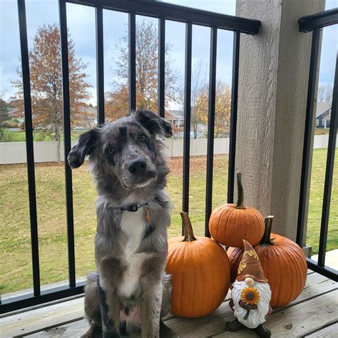 6 months today! : r/AustralianShepherd