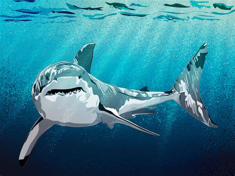 Great White Sharks Underwater