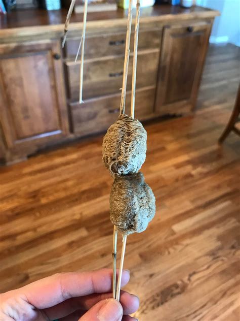 Just finished up this stained glass pink iridescent praying mantis! : r ...