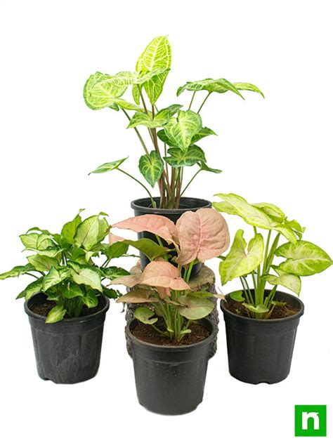 Buy Pack of 4 Syngonium Plants for Forever Green Garden online from ...