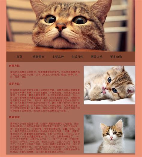 宠物猫图片大全及价格 _排行榜大全