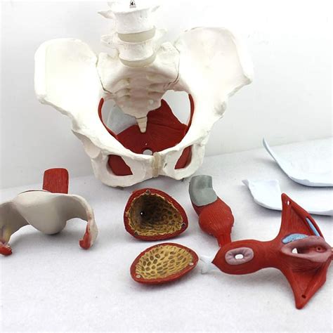 Anatomical Model Female Pelvis Model Life Size Pelvic Floor Muscle ...