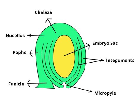 Pollination and its types — lesson. Science State Board, Class 10.