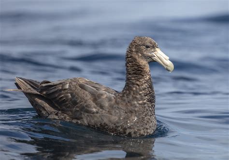 Details : Southern Giant Petrel - BirdGuides