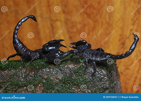 A Pair of Black Scorpions Mate on Mossy Stones. Stock Image - Image of ...