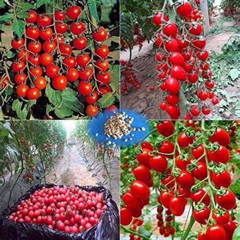 Arlo Hybrid Cherry Tomato Tree Seeds,Organic Heirloom Vegetable Fruit ...