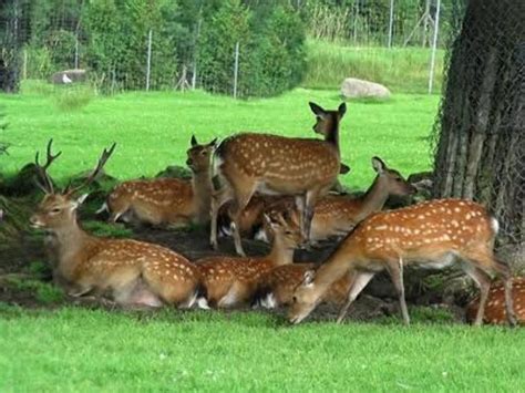 Deer Park, almora, India - Top Attractions, Things to Do & Activities ...
