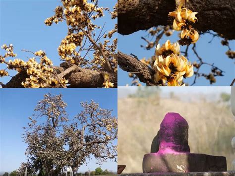 Unique Tree : మన దేశంలో అద్భుత చెట్టు..దీని పూలు దొంగలించేందుకు విదేశాల ...