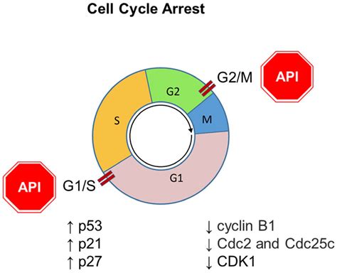 Apigenin: Molecular Mechanisms and Therapeutic Potential against Cancer ...