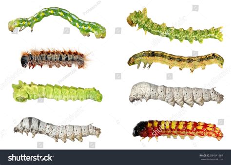 Moth Larvae Vs Butterfly Larvae at Daniel Pomeroy blog