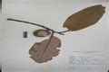 Herbarium JCB