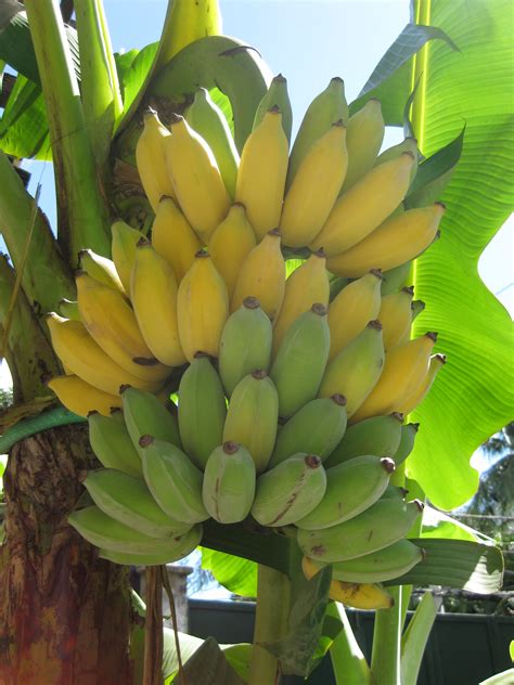 Mama Sita Foundation Introduces Highly Competitive Saba Banana ...