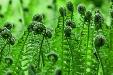 Ferns Spores Reproduction